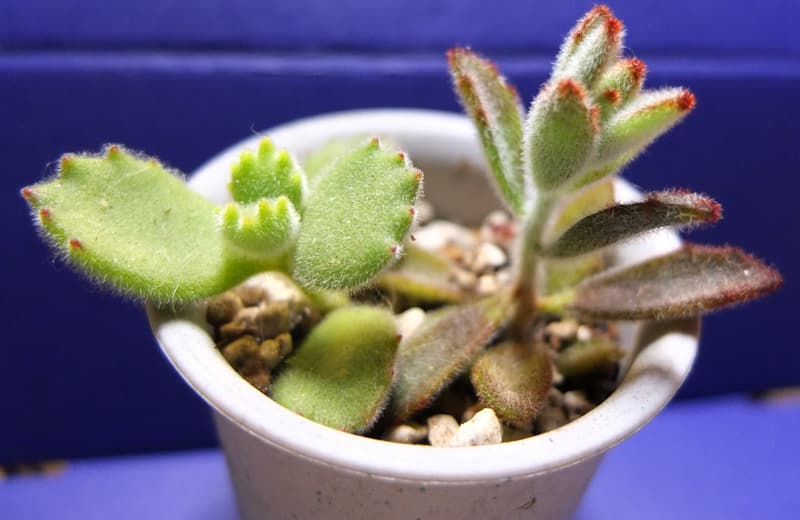 DSCF5921.jpg