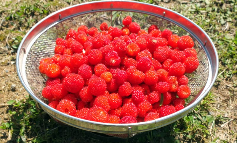 DSCF5979.jpg