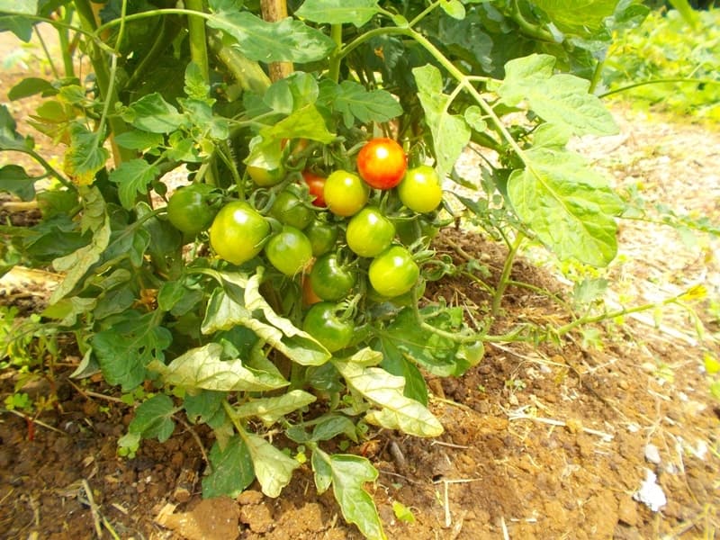 DSCN0050.jpg