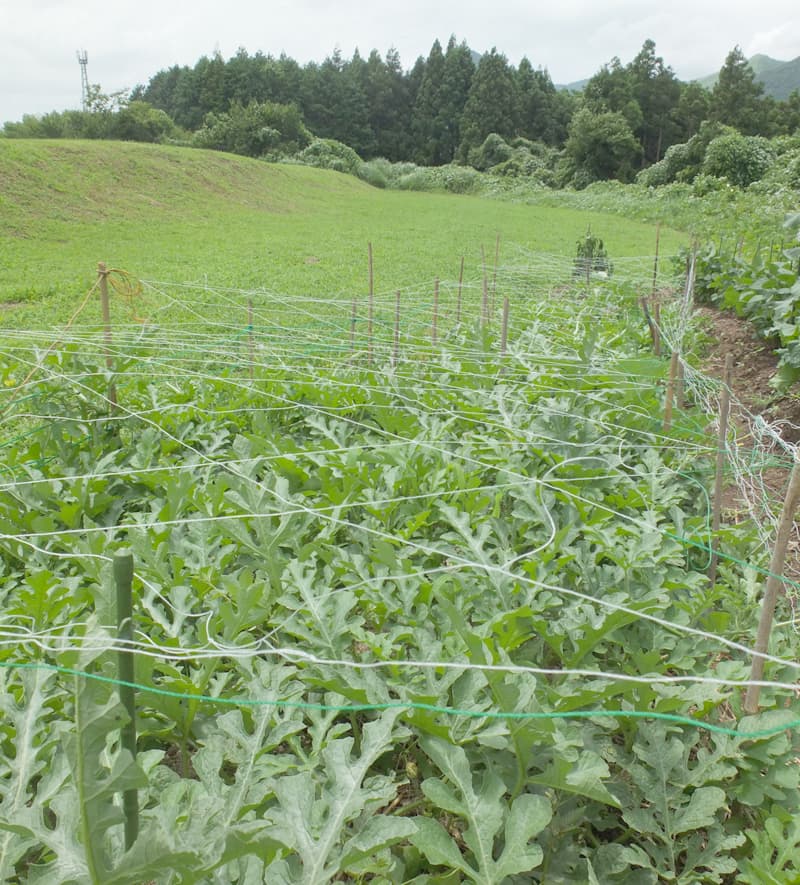 DSCF7093.jpg