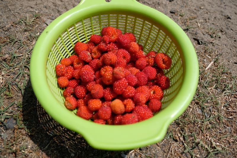 DSCF4518.jpg