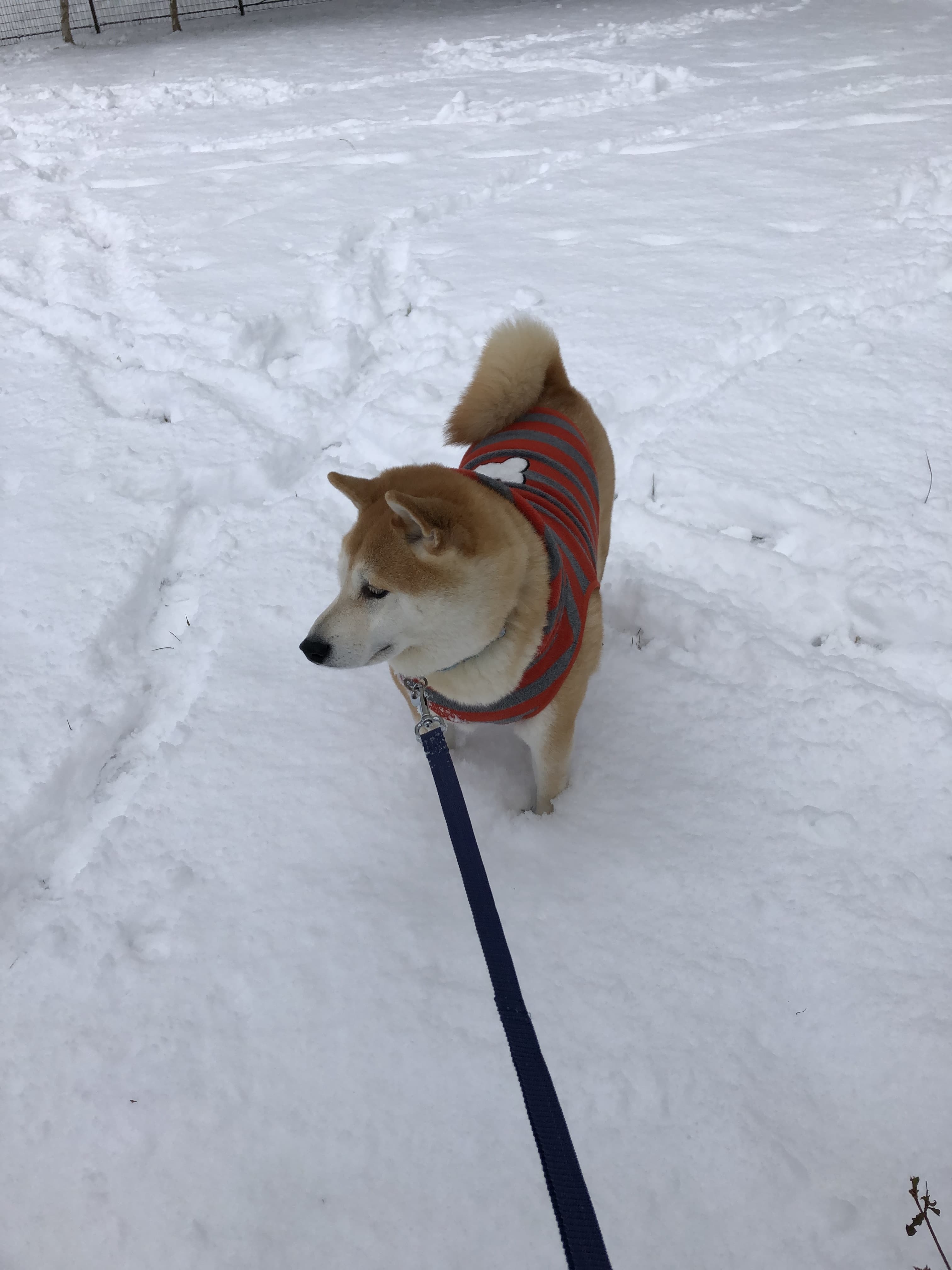 012_2021010919320393d.jpg