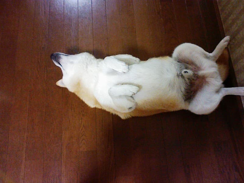 2008_0819画像0005