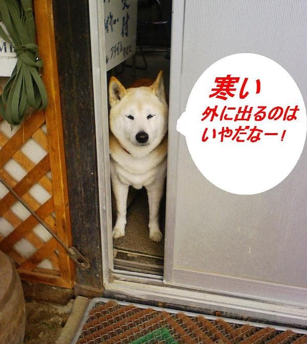2009_0108画像0001