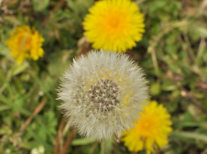 s-DSC_2437.jpg