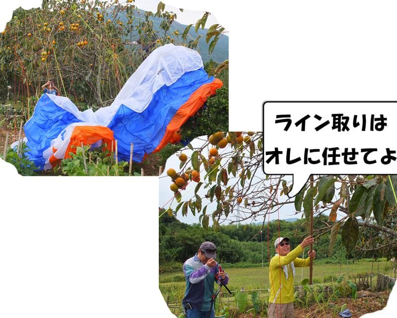 s-S0031729.jpg