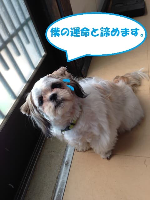 ラッキー
