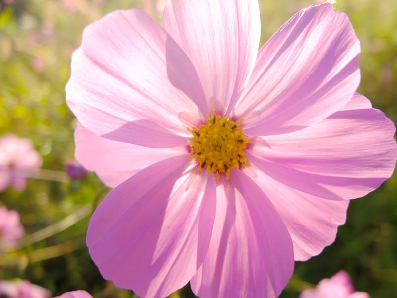 DSCF4962.jpg
